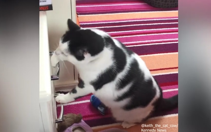 Video: "Sen" giúp mèo béo giảm cân bằng cách khóa tủ lạnh và chạn, cho ăn điều độ